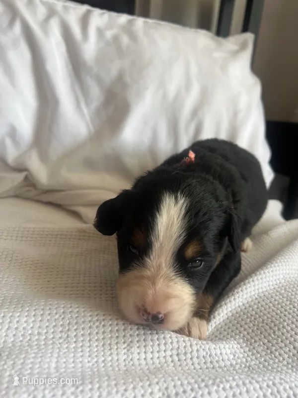 Salmon Female – Bernese Mountain Dog puppy for sale in Post Falls, ID