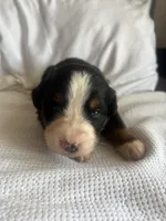 Salmon Female, a female Bernese Mountain Dog for sale in Post Falls, ID – 2 of 3