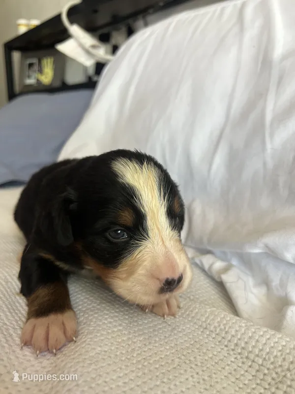 Purple Female – Bernese Mountain Dog puppy for sale in Post Falls, ID