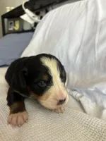 Purple Female, a female Bernese Mountain Dog for sale in Post Falls, ID – 1 of 3