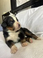 Blue Male, a male Bernese Mountain Dog for sale in Post Falls, ID – 2 of 3