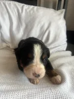 Salmon Female, a female Bernese Mountain Dog for sale in Post Falls, ID – 3 of 3