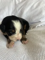 Yellow Female , a female Bernese Mountain Dog for sale in Post Falls, ID – 2 of 3
