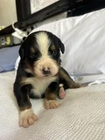 Blue Male, a male Bernese Mountain Dog for sale in Post Falls, ID – 3 of 3