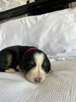 Dark Pink Female , a female Bernese Mountain Dog for sale in Post Falls, ID – 3 of 3