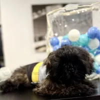 🌟 Oakley, a male Shih Tzu for sale in Spring, TX – Photo 5 of 10