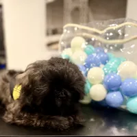 🌟 Oakley, a male Shih Tzu for sale in Spring, TX – Photo 4 of 10