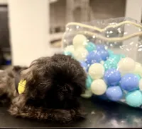 🌟 Oakley, a male Shih Tzu for sale in Spring, TX – Photo 4 of 10