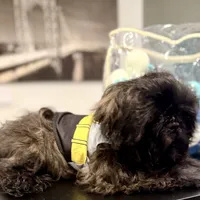 🌟 Oakley, a male Shih Tzu for sale in Spring, TX – Photo 1 of 10