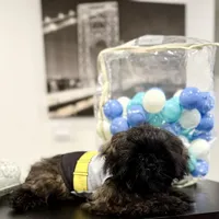 🌟 Oakley, a male Shih Tzu for sale in Spring, TX – Photo 7 of 10