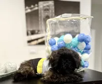 🌟 Oakley, a male Shih Tzu for sale in Spring, TX – Photo 7 of 10