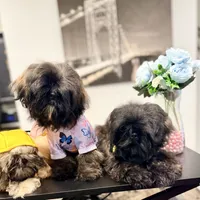 🌟 Oakley, a male Shih Tzu for sale in Spring, TX – Photo 8 of 10