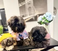 🌟 Oakley, a male Shih Tzu for sale in Spring, TX – Photo 8 of 10