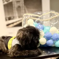 🌟 Oakley, a male Shih Tzu for sale in Spring, TX – Photo 10 of 10