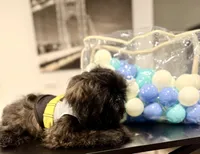 🌟 Oakley, a male Shih Tzu for sale in Spring, TX – Photo 10 of 10