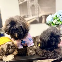 🌟 Oakley, a male Shih Tzu for sale in Spring, TX – Photo 9 of 10