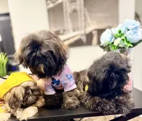 🌟 Oakley, a male Shih Tzu for sale in Spring, TX – Photo 9 of 10