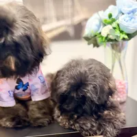 🌟 Oakley, a male Shih Tzu for sale in Spring, TX – Photo 6 of 10