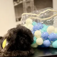 🌟 Oakley, a male Shih Tzu for sale in Spring, TX – Photo 2 of 10