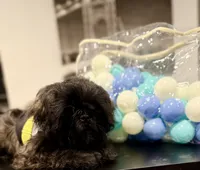 🌟 Oakley, a male Shih Tzu for sale in Spring, TX – Photo 2 of 10