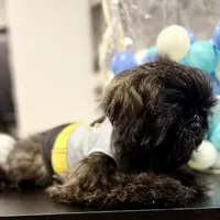 🌟 Oakley, a male Shih Tzu for sale in Spring, TX – Photo 3 of 10