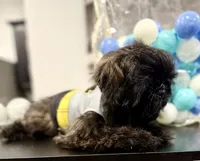 🌟 Oakley, a male Shih Tzu for sale in Spring, TX – Photo 3 of 10