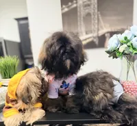 🌹Rose, a female Shih Tzu for sale in Spring, TX – Photo 8 of 10