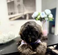 🌹Rose, a female Shih Tzu for sale in Spring, TX – Photo 2 of 10