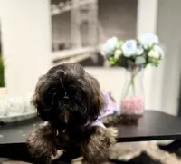 🌹Rose, a female Shih Tzu for sale in Spring, TX – Photo 3 of 10