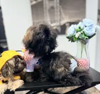 🌹Rose, a female Shih Tzu for sale in Spring, TX – Photo 6 of 10