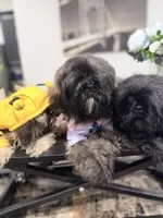 🌹Rose, a female Shih Tzu for sale in Spring, TX – Photo 5 of 10