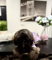 🌹Rose, a female Shih Tzu for sale in Spring, TX – Photo 7 of 10