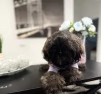 🌹Rose, a female Shih Tzu for sale in Spring, TX – Photo 4 of 10