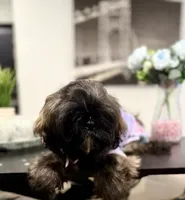 🌹Rose, a female Shih Tzu for sale in Spring, TX – Photo 1 of 10