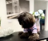 🌹Rose, a female Shih Tzu for sale in Spring, TX – Photo 10 of 10