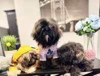 🌹Rose, a female Shih Tzu for sale in Spring, TX – Photo 9 of 10