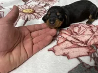 Bella AKC SH Black&Tan, a female Miniature Dachshund for sale in Ellijay, GA – Photo 2 of 5