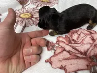 Bella AKC SH Black&Tan, a female Miniature Dachshund for sale in Ellijay, GA – Photo 1 of 5