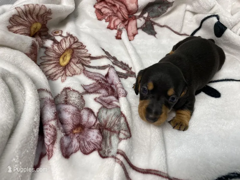 Bella AKC SH Black&Tan – Miniature Dachshund puppy for sale in Ellijay, GA