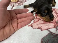 Bella AKC SH Black&Tan, a female Miniature Dachshund for sale in Ellijay, GA – Photo 4 of 5