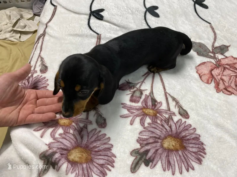 Bella AKC SH Black&Tan – Miniature Dachshund puppy for sale in Ellijay, GA