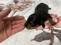 Bella AKC SH Black&Tan, a female Miniature Dachshund for sale in Ellijay, GA – Photo 3 of 5