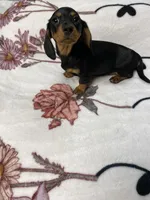 Dozer AKC SH Black&Tan, a male Miniature Dachshund for sale in Ellijay, GA – 2 of 8