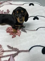 Dozer AKC SH Black&Tan, a male Miniature Dachshund for sale in Ellijay, GA – 7 of 8