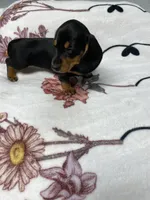 Dozer AKC SH Black&Tan, a male Miniature Dachshund for sale in Ellijay, GA – 6 of 8