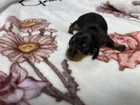 Dozer AKC SH Black&Tan, a male Miniature Dachshund for sale in Ellijay, GA – Photo 2 of 8