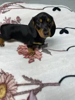 Dozer AKC SH Black&Tan, a male Miniature Dachshund for sale in Ellijay, GA – 8 of 8