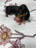 Dozer AKC SH Black&Tan, a male Miniature Dachshund for sale in Ellijay, GA – 5 of 8