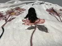 Dozer AKC SH Black&Tan, a male Miniature Dachshund for sale in Ellijay, GA – Photo 8 of 8