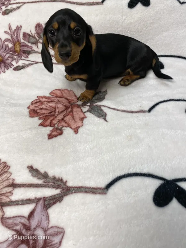 Dozer AKC SH Black&Tan – Miniature Dachshund puppy for sale in Ellijay, GA